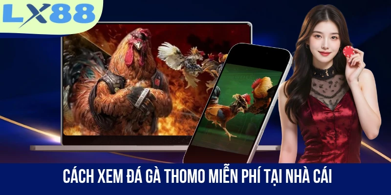 Cách xem đá gà Thomo miễn phí tại nhà cái